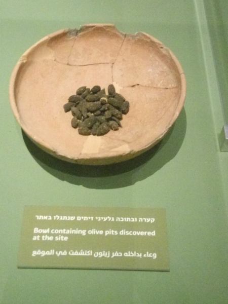חרצני זיתים שנמצאו ומעידים על גילם- 1000 לפני הספירה (צילום דני בר)